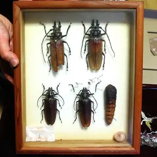 한반도에서 가장 큰 곤충 | mbong.kr 엠봉