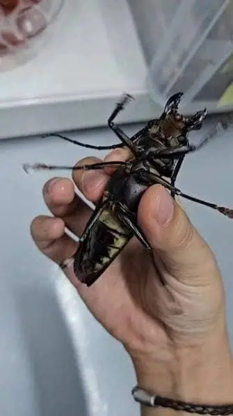 한반도에서 가장 큰 곤충 | mbong.kr 엠봉