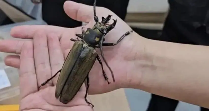 한반도에서 가장 큰 곤충 | mbong.kr 엠봉