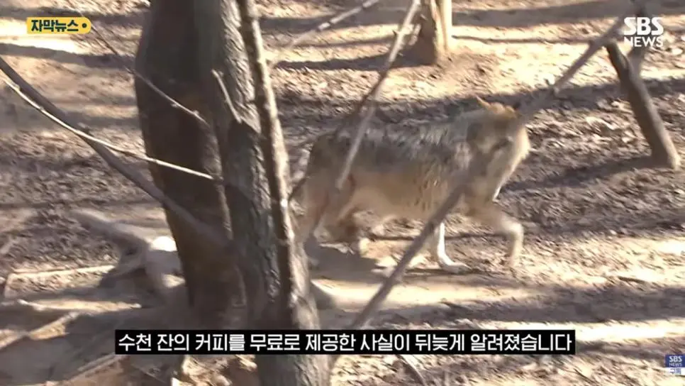 매출 0원이지만 4500잔 커피돌린 이디야커피 오월드점 | mbong.kr 엠봉