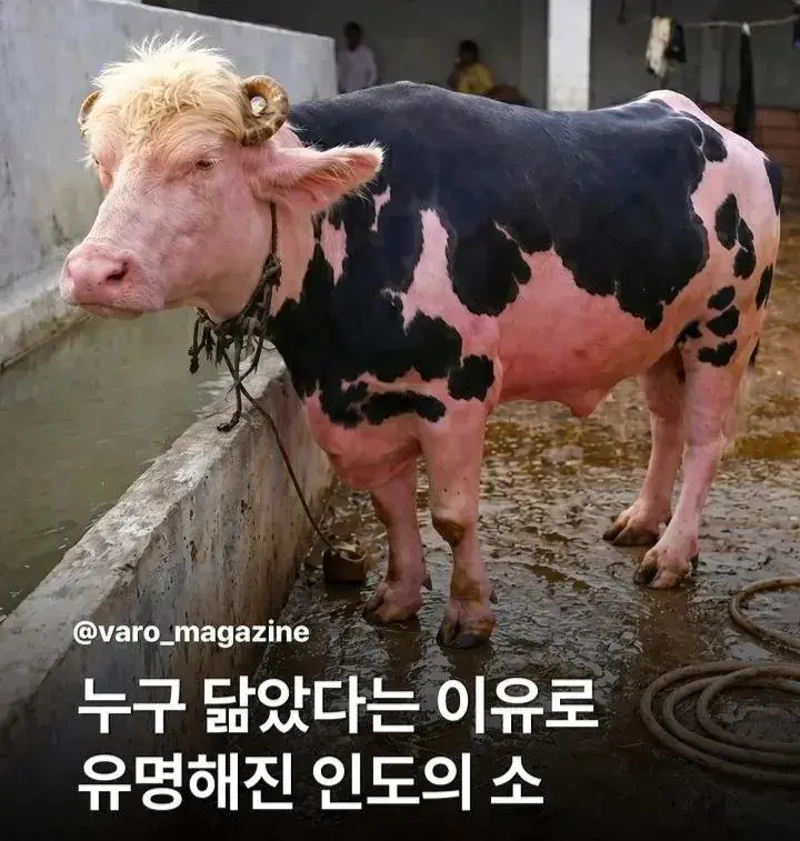 누구를 닮은 인도의 소..JPG | mbong.kr 엠봉