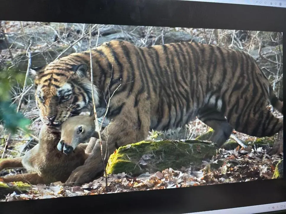 왕사남 호랑이 근황. | mbong.kr 엠봉