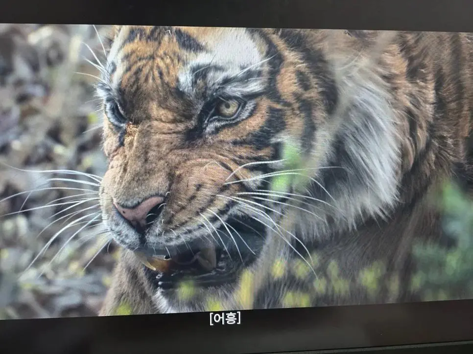 왕사남 호랑이 근황. | mbong.kr 엠봉