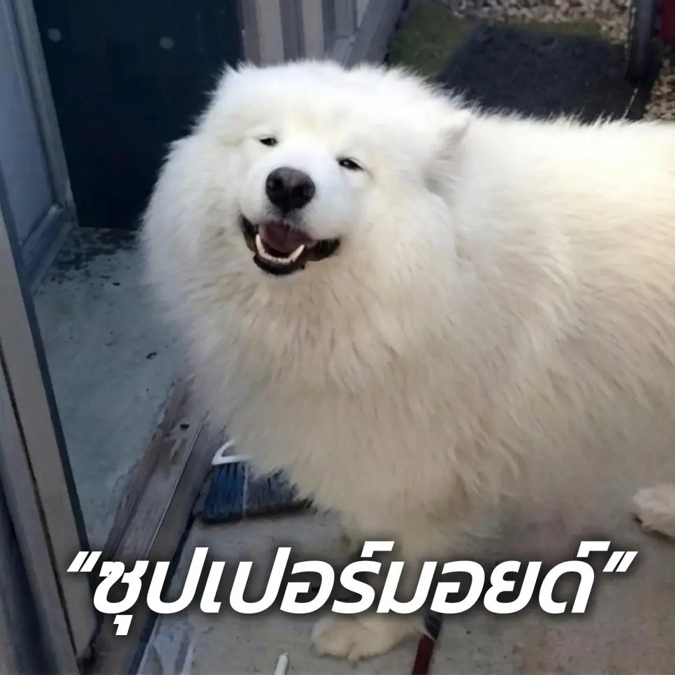 영웅 사모예드 영상.GIF | mbong.kr 엠봉