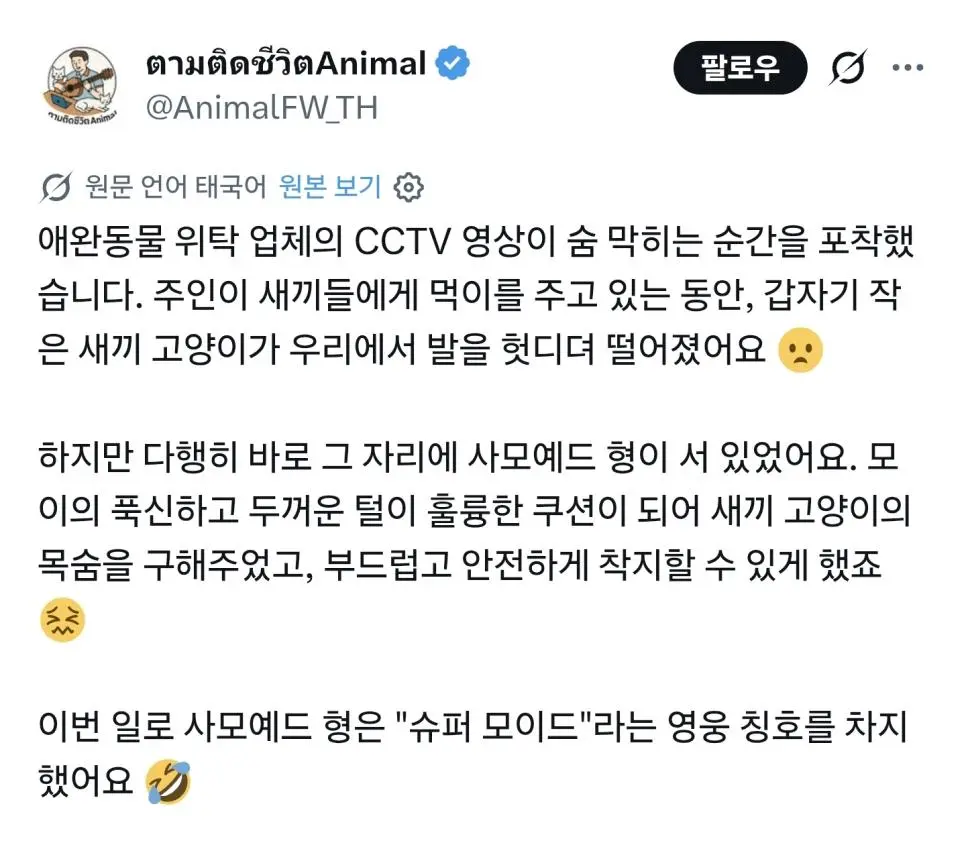 영웅 사모예드 영상.GIF | mbong.kr 엠봉