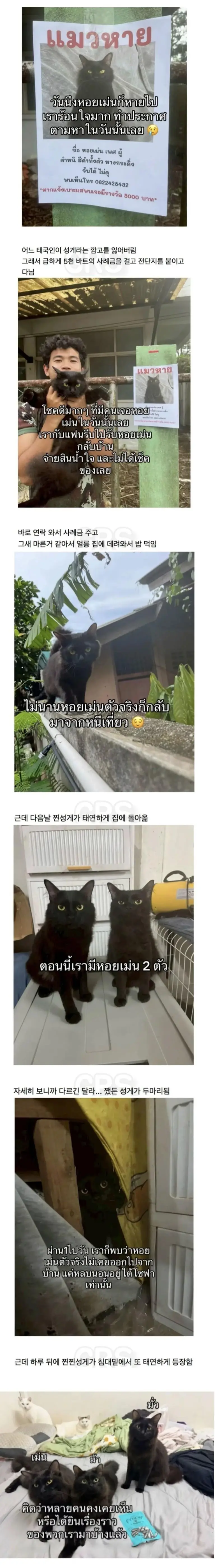 고양이를 잃어버린 태국인 | mbong.kr 엠봉
