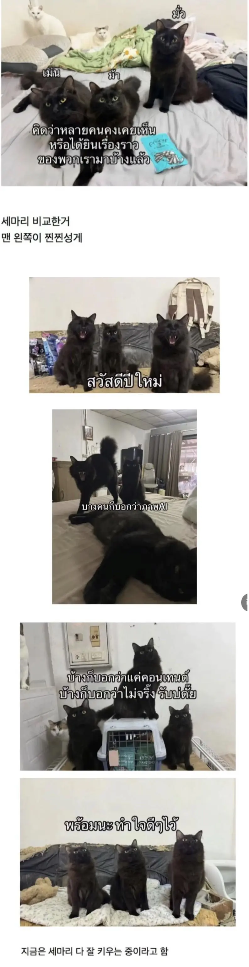 고양이를 잃어버린 태국인 | mbong.kr 엠봉