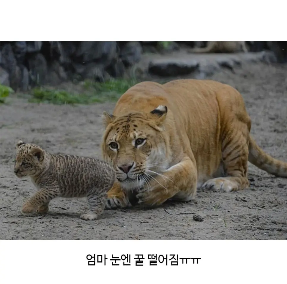 KXslM.webp