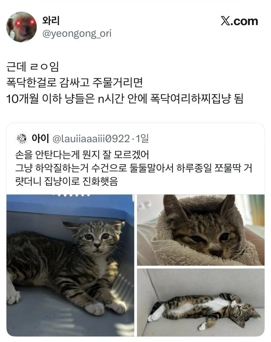 길고양이 입양했는데 경계를 안품.jpg | 인스티즈