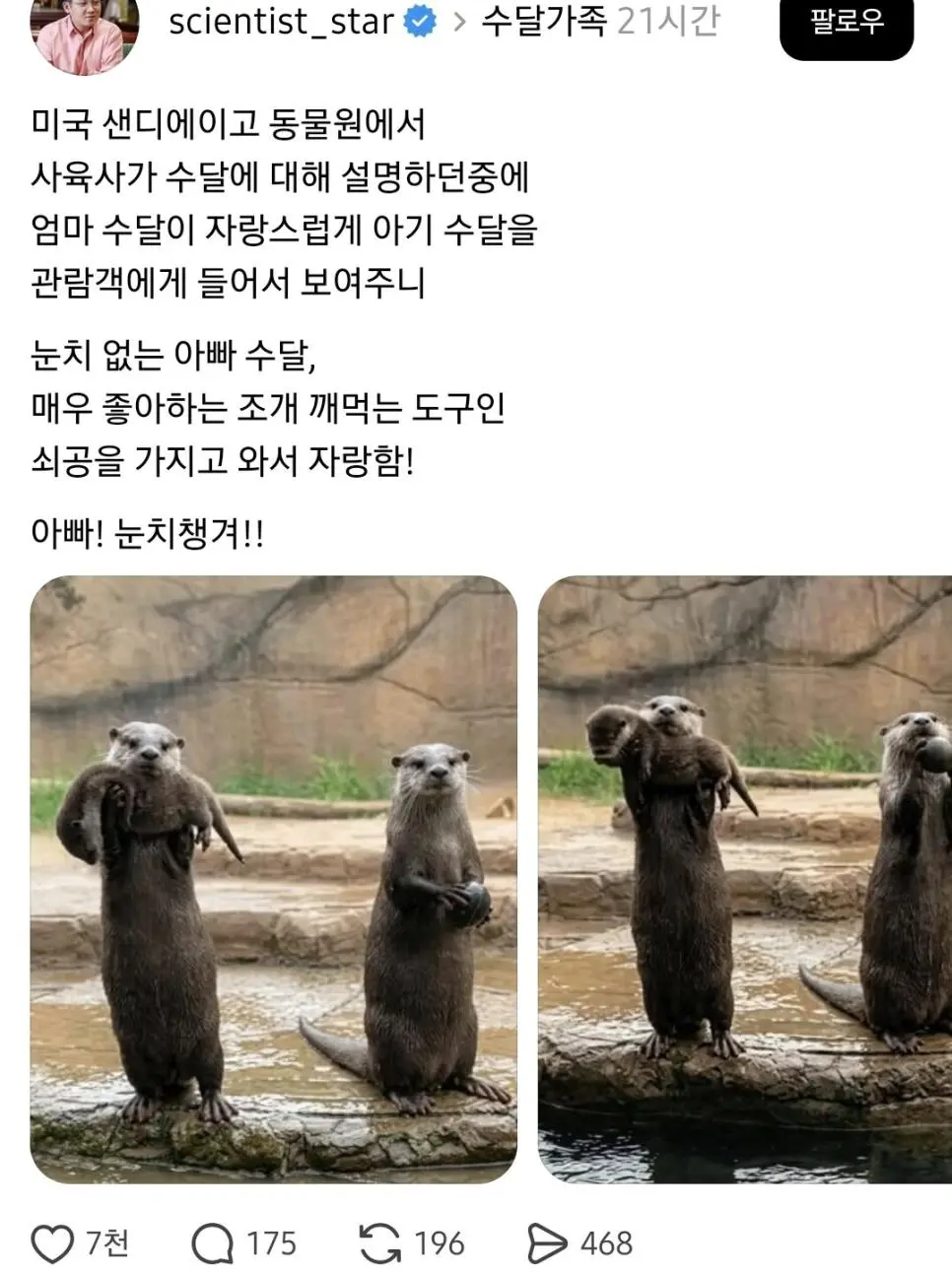 엄마 수달이 아기 자랑할 때 아빠 수달이 꺼내보인 것 | 인스티즈