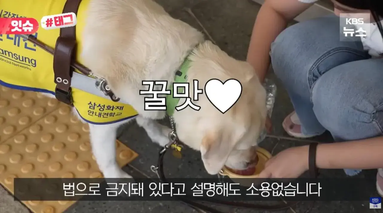 "우리 캠핑장은 사유지라”…KBS 앵커 출신 유튜버, 안내견 거부당했다 | 인스티즈