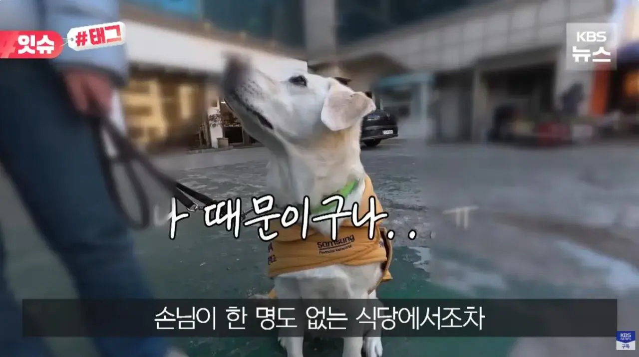 "우리 캠핑장은 사유지라”…KBS 앵커 출신 유튜버, 안내견 거부당했다 | 인스티즈