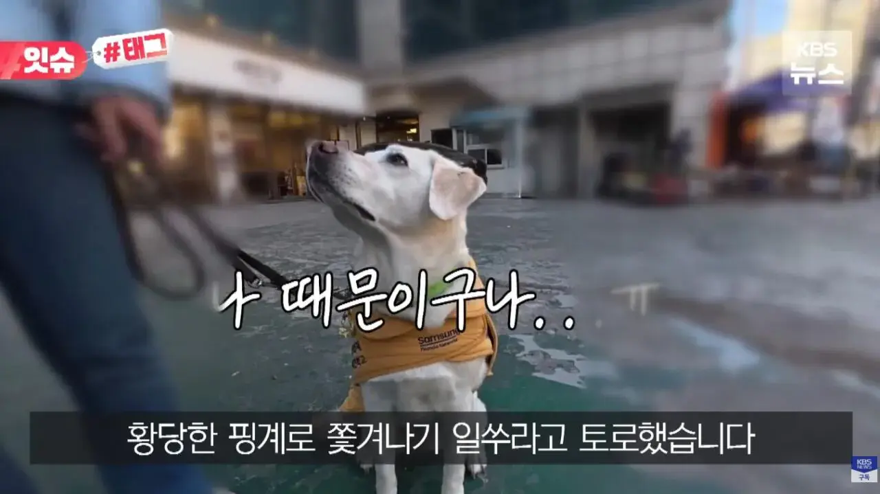 "우리 캠핑장은 사유지라”…KBS 앵커 출신 유튜버, 안내견 거부당했다 | 인스티즈