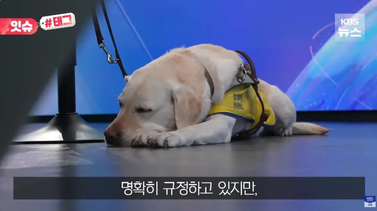 "우리 캠핑장은 사유지라”…KBS 앵커 출신 유튜버, 안내견 거부당했다 | 인스티즈