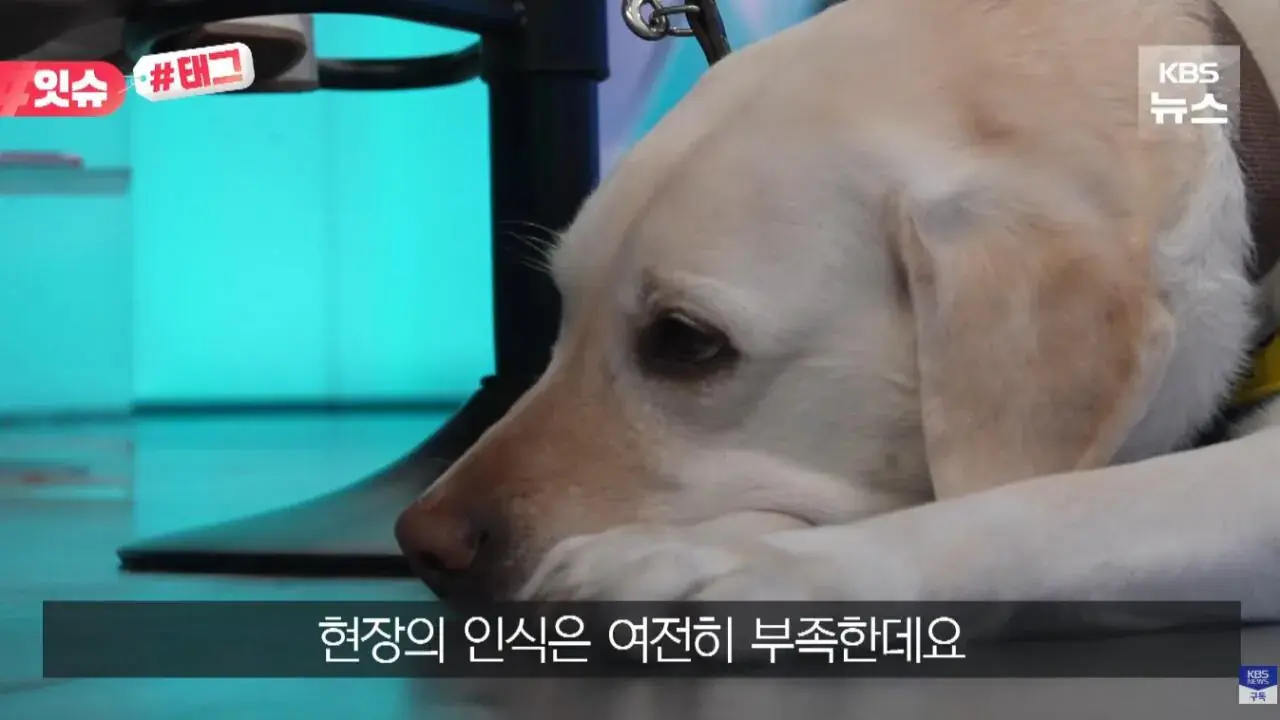 "우리 캠핑장은 사유지라”…KBS 앵커 출신 유튜버, 안내견 거부당했다 | 인스티즈