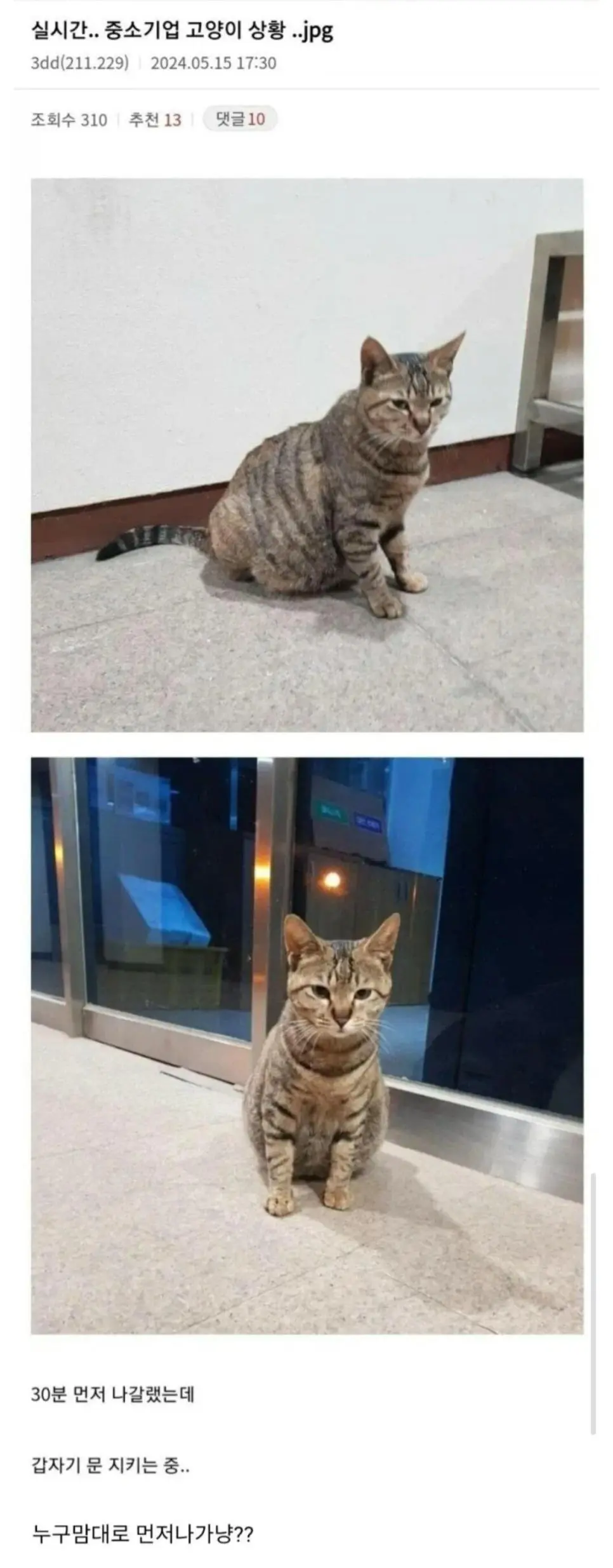 중소기업 고양이 | 인스티즈