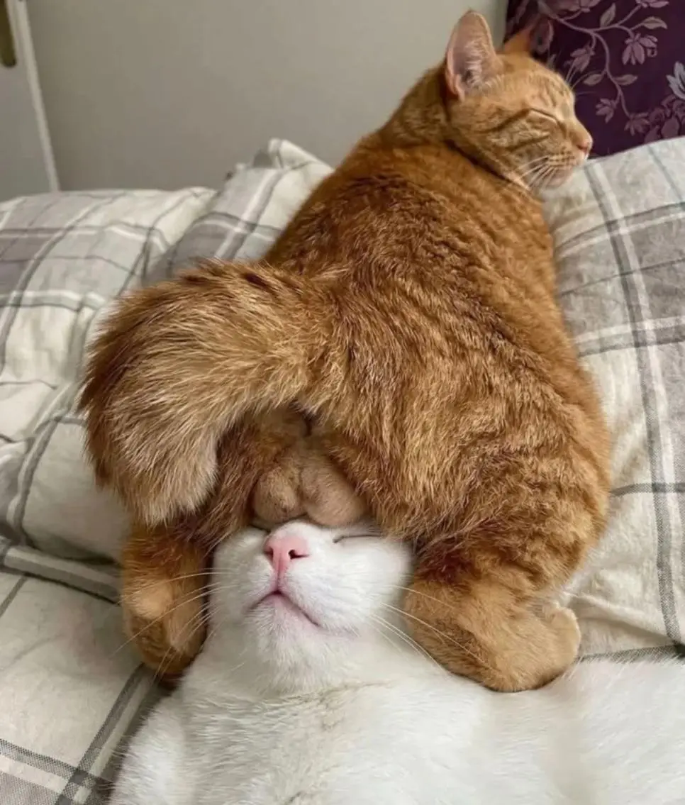 고양이:이마가 따뜻하고 냄새난다냥 | 인스티즈