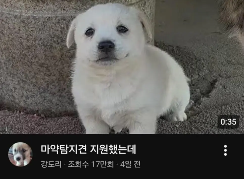 쉬었음 강아지 | 인스티즈