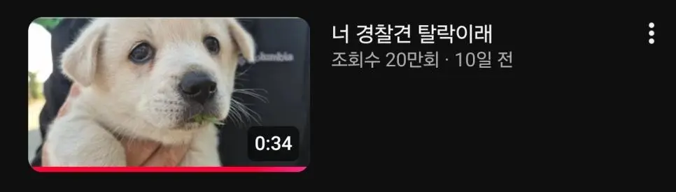 쉬었음 강아지 | 인스티즈