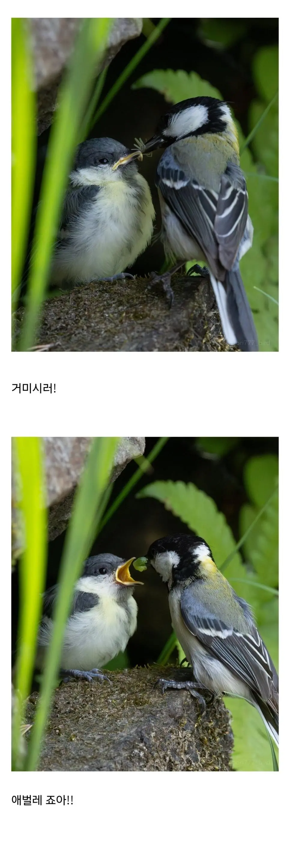 먹이 투정하는 아기새.jpg | 인스티즈