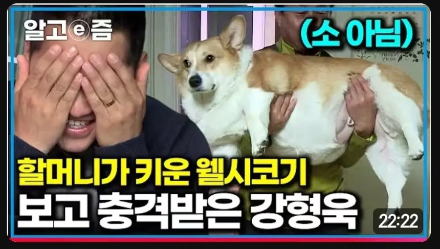 강형욱도 경악하게 만든 할머니의 웰시코기 | 인스티즈